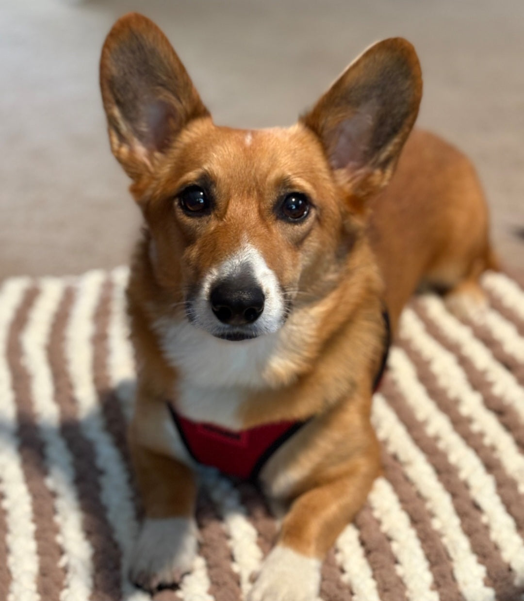 Tan & Cream Stripes Pet Pads™ - size medium
