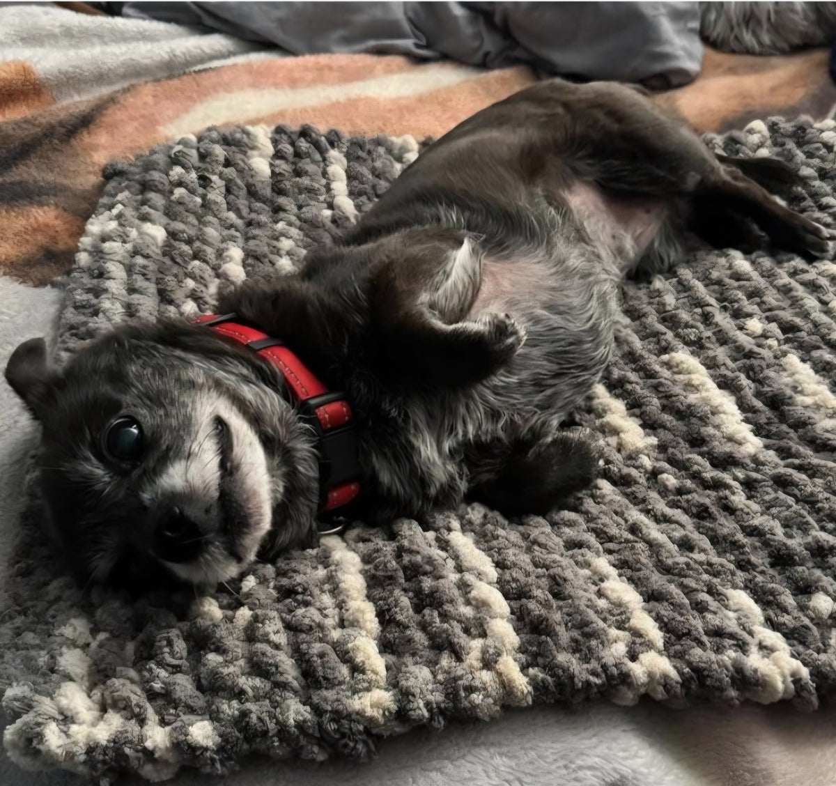 Mixed Grays Pet Pads™ - size medium